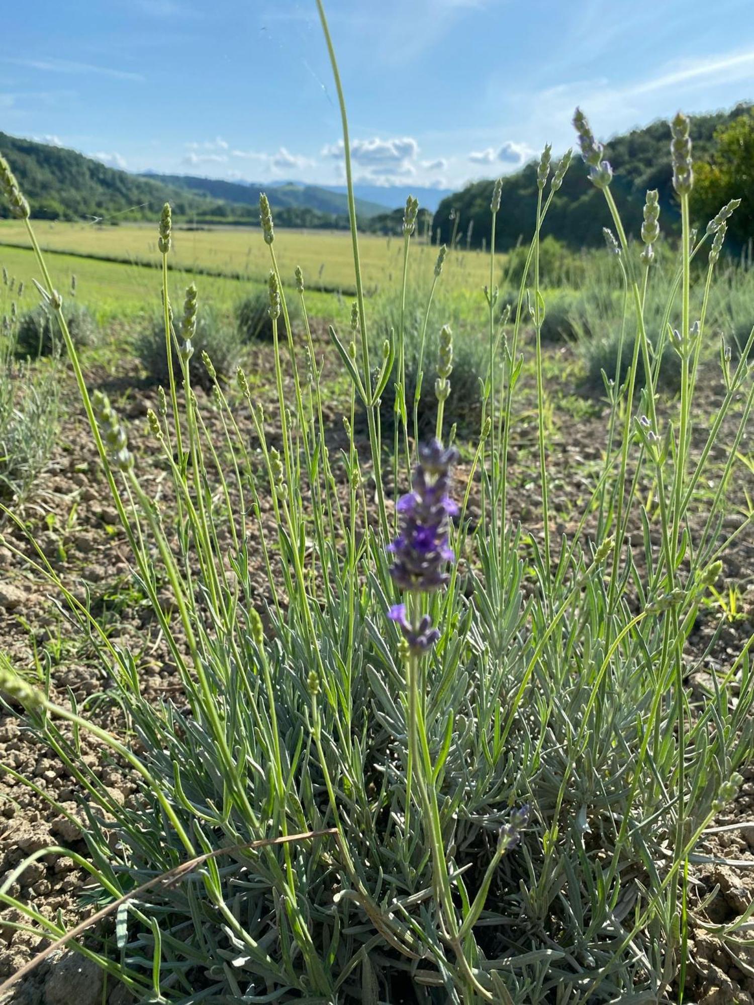 Casa Vacanze Podere San Giusto Volterra Kültér fotó