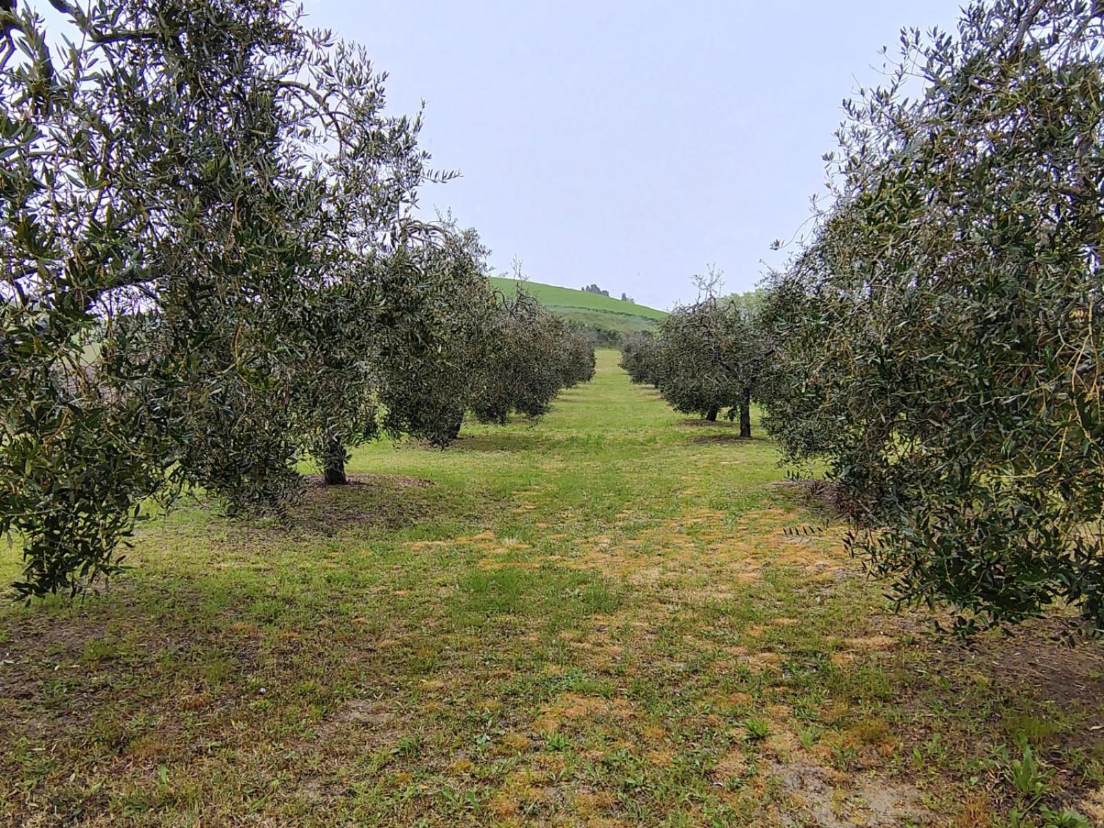 Casa Vacanze Podere San Giusto Volterra Kültér fotó