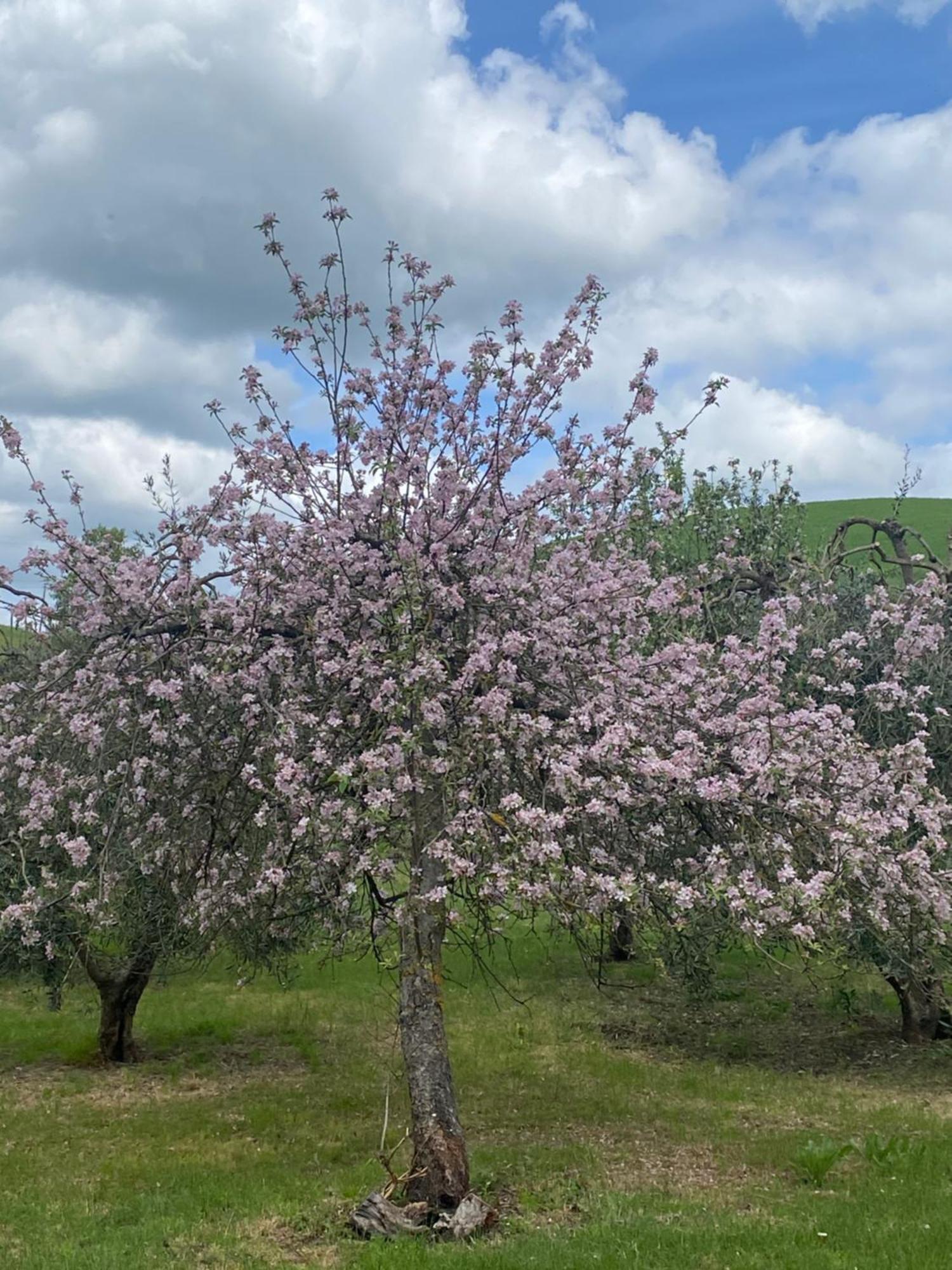 Casa Vacanze Podere San Giusto Volterra Kültér fotó